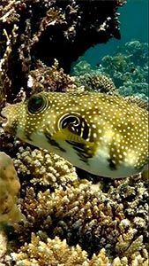 Белопятнистый аротрон (Arothron hispidus)