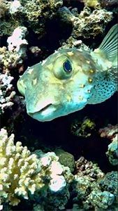 Желтопятнистый Циклихт (Cyclichthys spilostylus)