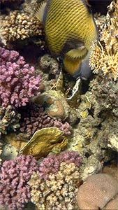 Титановый спинорог грызет коралл