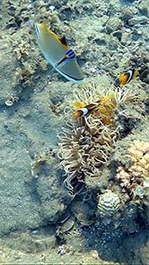 Двуполосый клоун атакует Пикассо спинорога