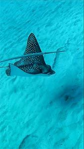 Пятнистый орляк и Голубопятнистая рыба-флейта