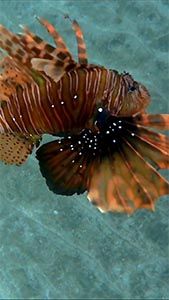 Индийская крылатка (Pterois miles)