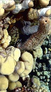 Морской огурец Граеффа (Pearsonothuria graeffei)