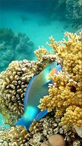 Разноцветный попугай (Chlorurus sordidus)