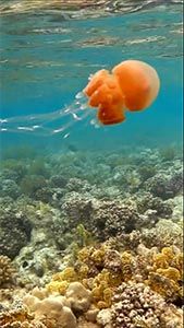 Волосистая цианея (Cyanea capillata)