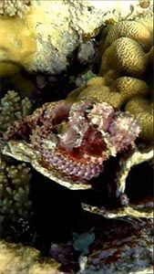 Скорпенопсис бородатый (Scorpaenopsis barbata)