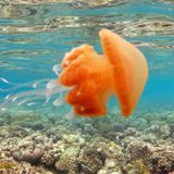 Медузы и Анемоны