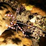 Ракообразные