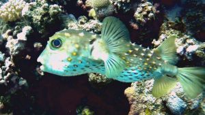 Желтопятнистый циклихт