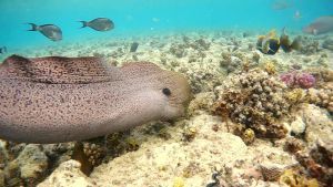 Гигантская мурена