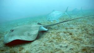 Оранжевопятнистая кавалла и Кольчатый хвостокол