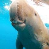 Млекопитающие