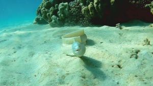 Перечная мурена