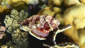 Скорпенопсис бородатый