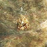 Неустановленные