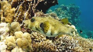 Белопятнистый аротрон