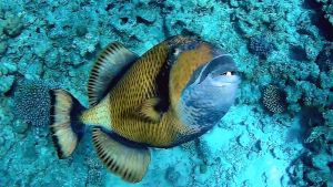 Титановый спинорог