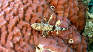 Изящный ящероголов