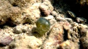 Валония пузатая, Глаз моряка