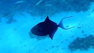 Краснозубый спинорог стая