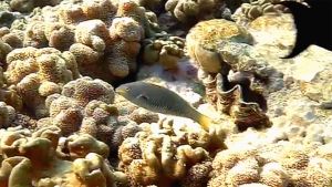 Стетоюлис белополосый, Синий губан самка