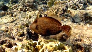 Сотовый спинорог, Кантерин сотовый