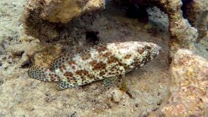 Групер таувина