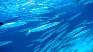 Желтохвостая барракуда стая и другие