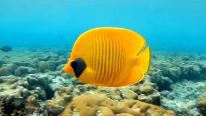 Масковая рыба-бабочка