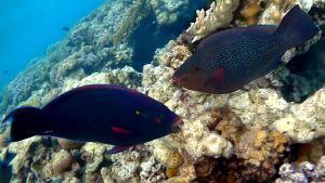 Темный попугай самец и самка