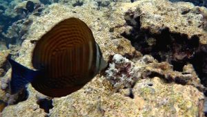 Обыкновенный осьминог на страже