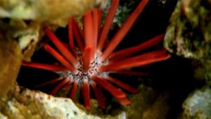 Красный грифельный еж, Грифельный морской еж