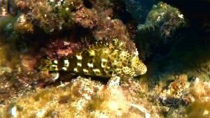 Обыкновенный кудрепер