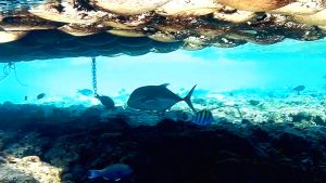 Гигантский каранкс под понтоном