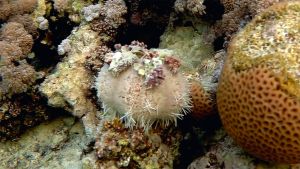 Еж-коллекционер Красного моря