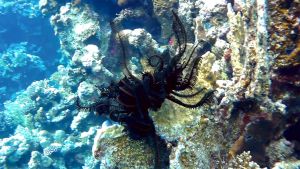 Лампрометра Клунцингера, Перистая морская лилия