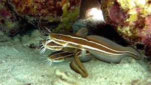 Сом угрехвостый, Полосатый угрехвост