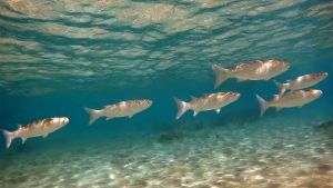 Бахромчатогубая кефаль, Кефаль бородатая