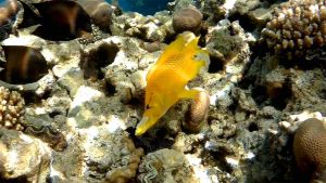 Большеротый губан атакует Павлинью гаррупу