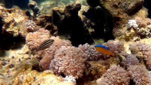 Разноцветный попугай и Однопятнистая хризиптера мододь