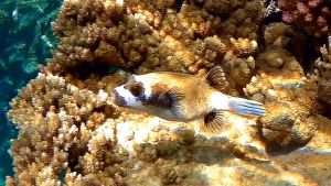 Масковый аротрон, Масковый иглобрюх