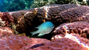 Индийская рыба-ласточка