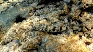 Пестрый ящероголов