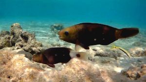 Разноцветный попугай начальная фаза