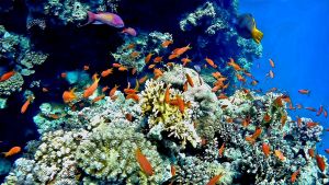 Морская золотая рыбка, Красноротый групер и другие