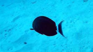 Черный хирург