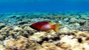 Чернопятнистый бодиан