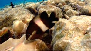 Стегастес черный брачная окраска, Рыба-фермер