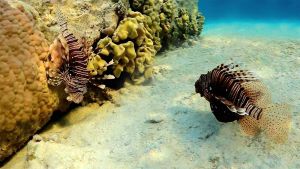 Индийская крылатка  быстрая и неподвижная