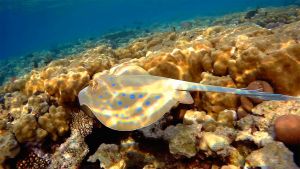 Синепятнистый скат хвостокол